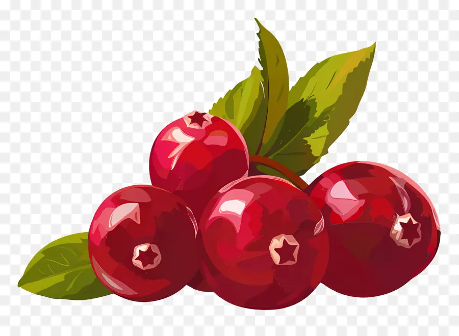 клюквенный，Cranberries PNG