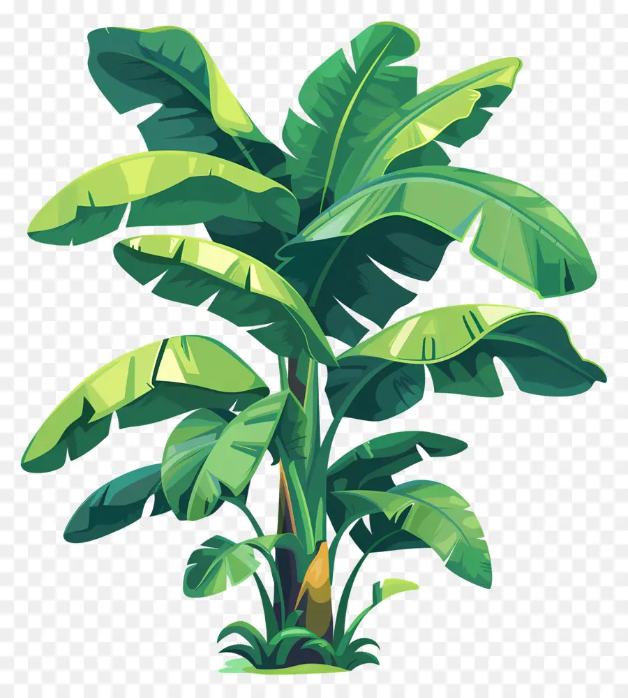 Banana Tree，Tropical Plant PNG