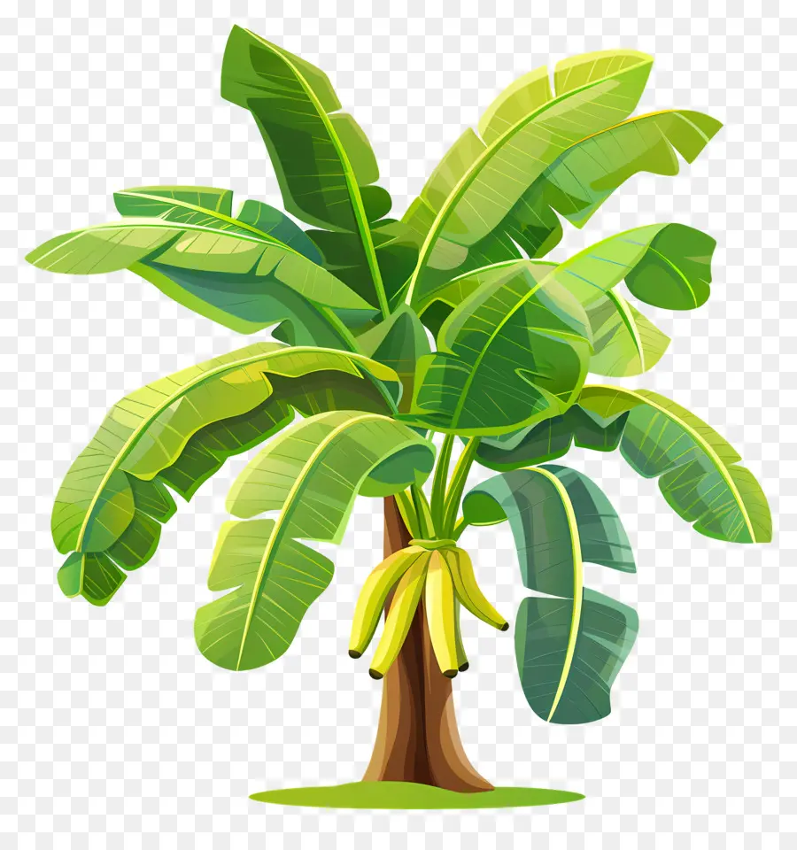 Banana Tree，зеленые листья PNG