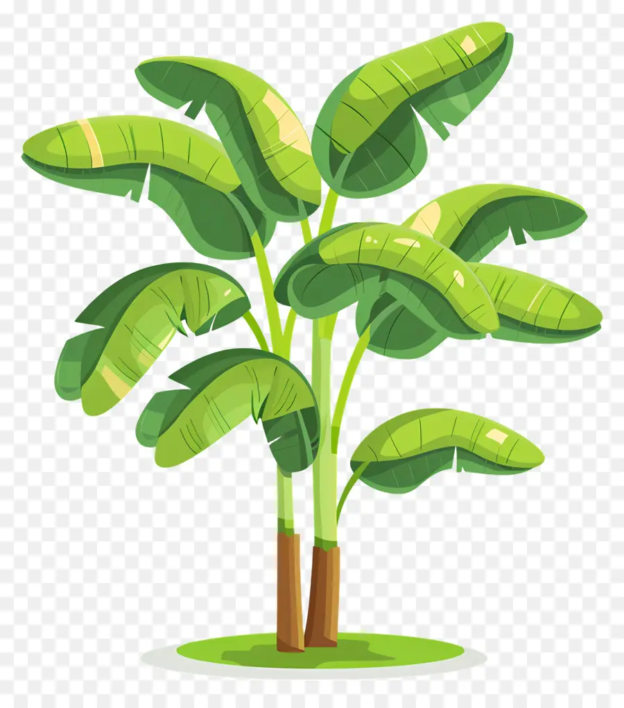 Banana Tree，листья PNG