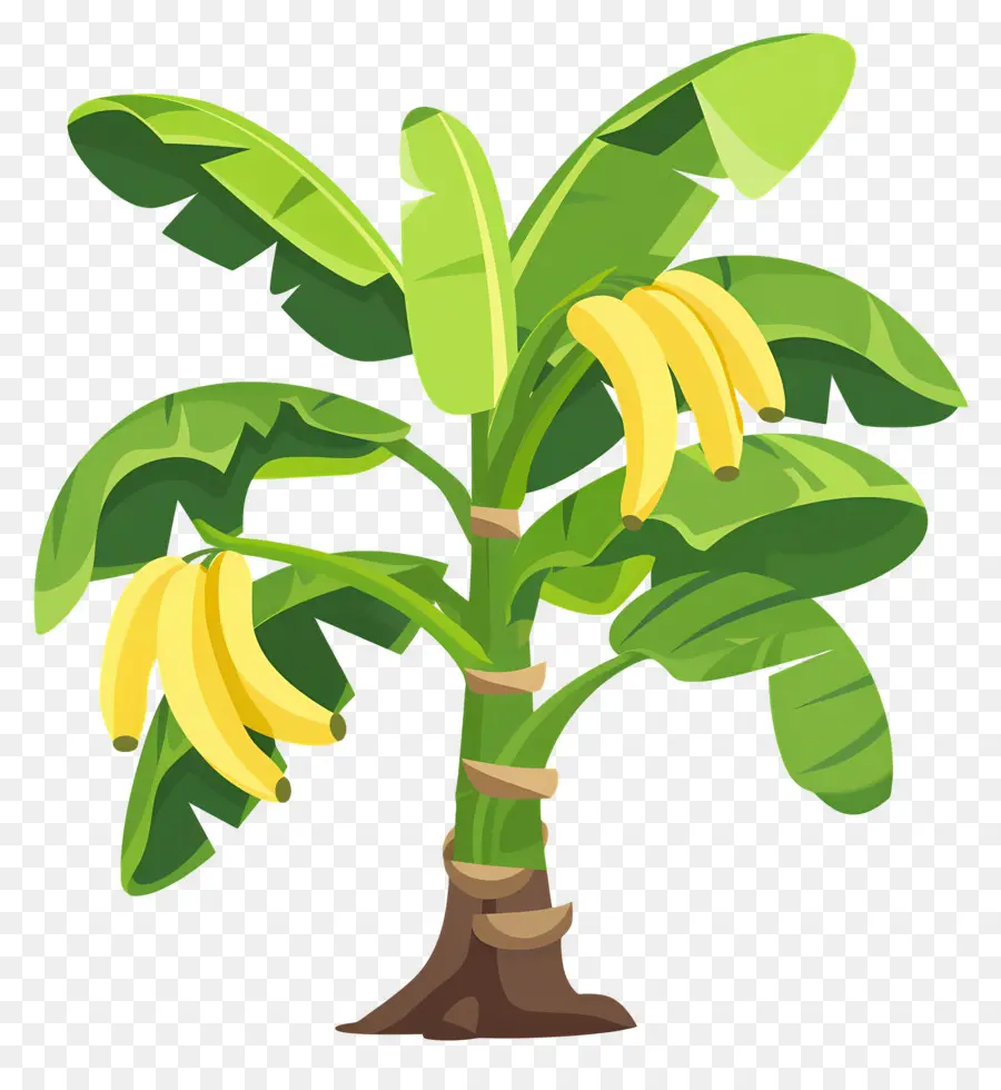 Banana Tree，зрелые бананы PNG