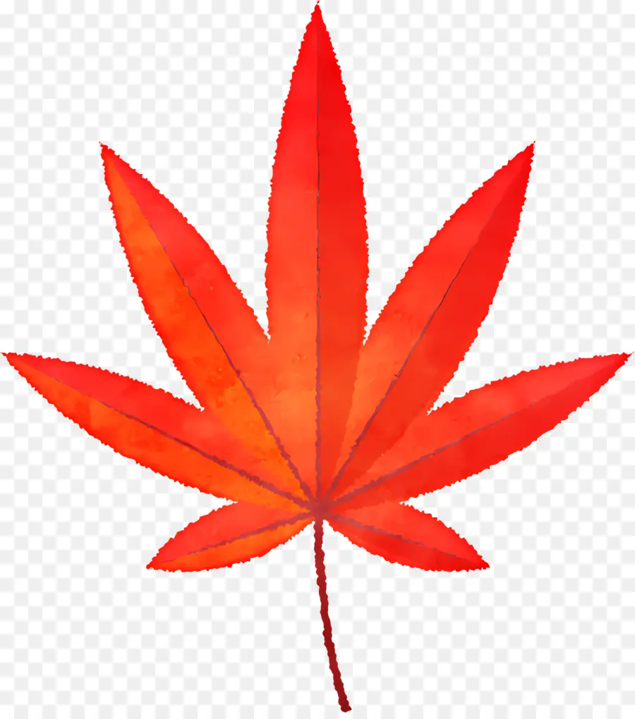 осенний лист，Marijuana Leaf PNG