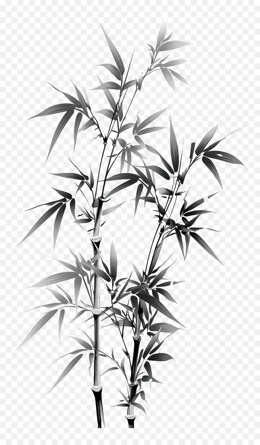 Bamboo，бамбук растение PNG