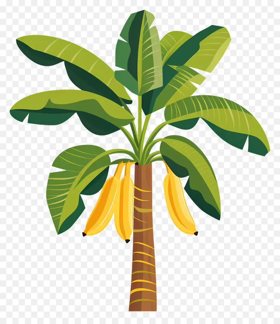 Banana Tree，Bananas PNG