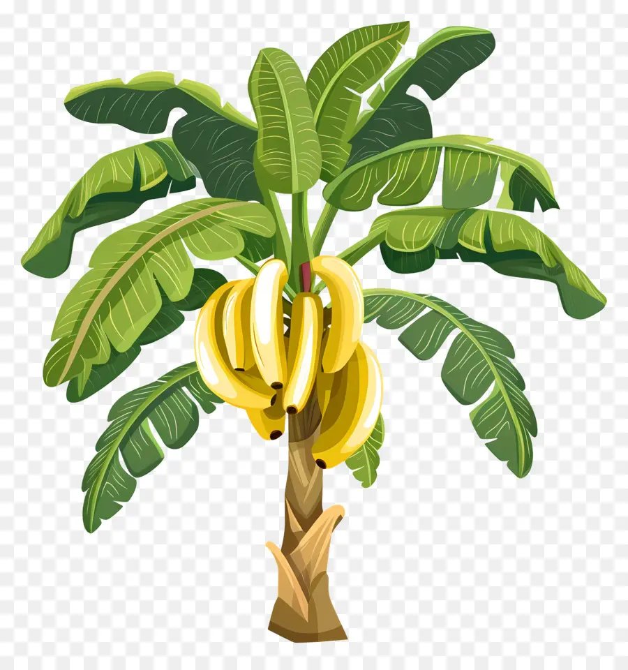 Banana Tree，зрелые бананы PNG