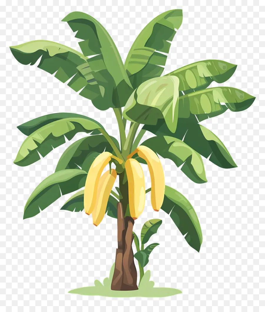 Banana Tree，зрелые бананы PNG