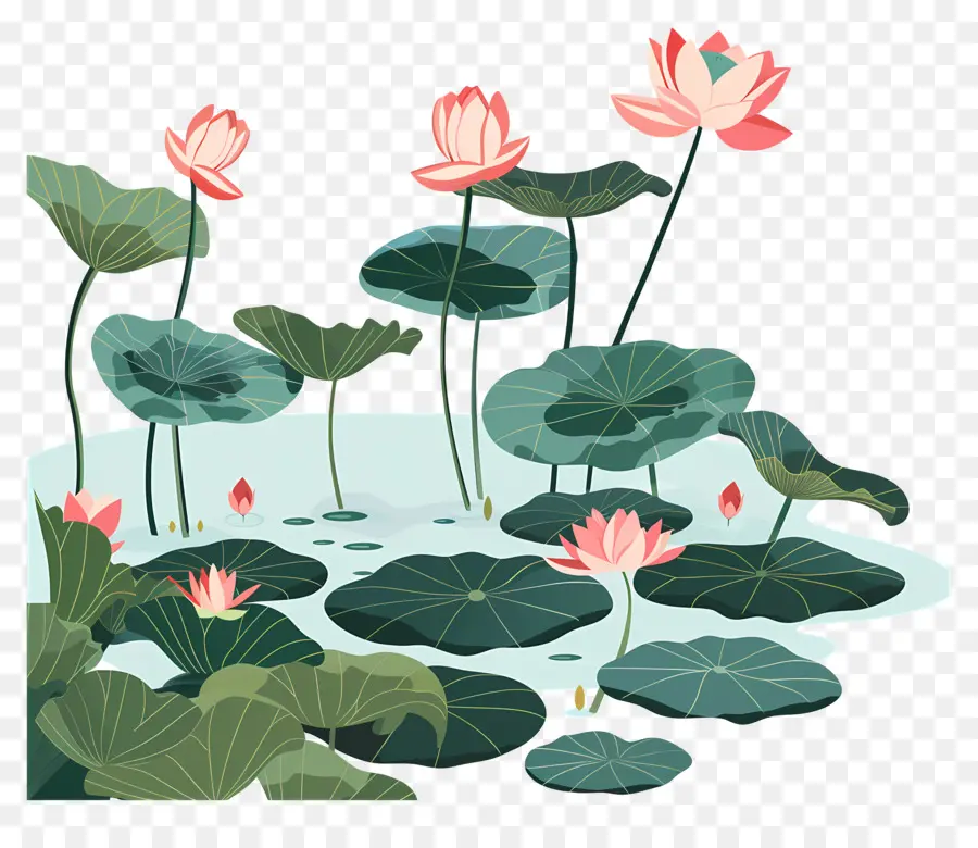 Lotus пруд，цветы лотоса PNG