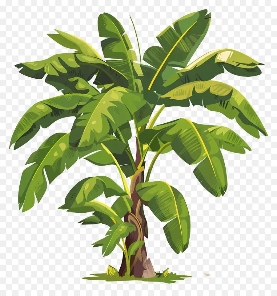 Banana Tree，Tropical Plant PNG