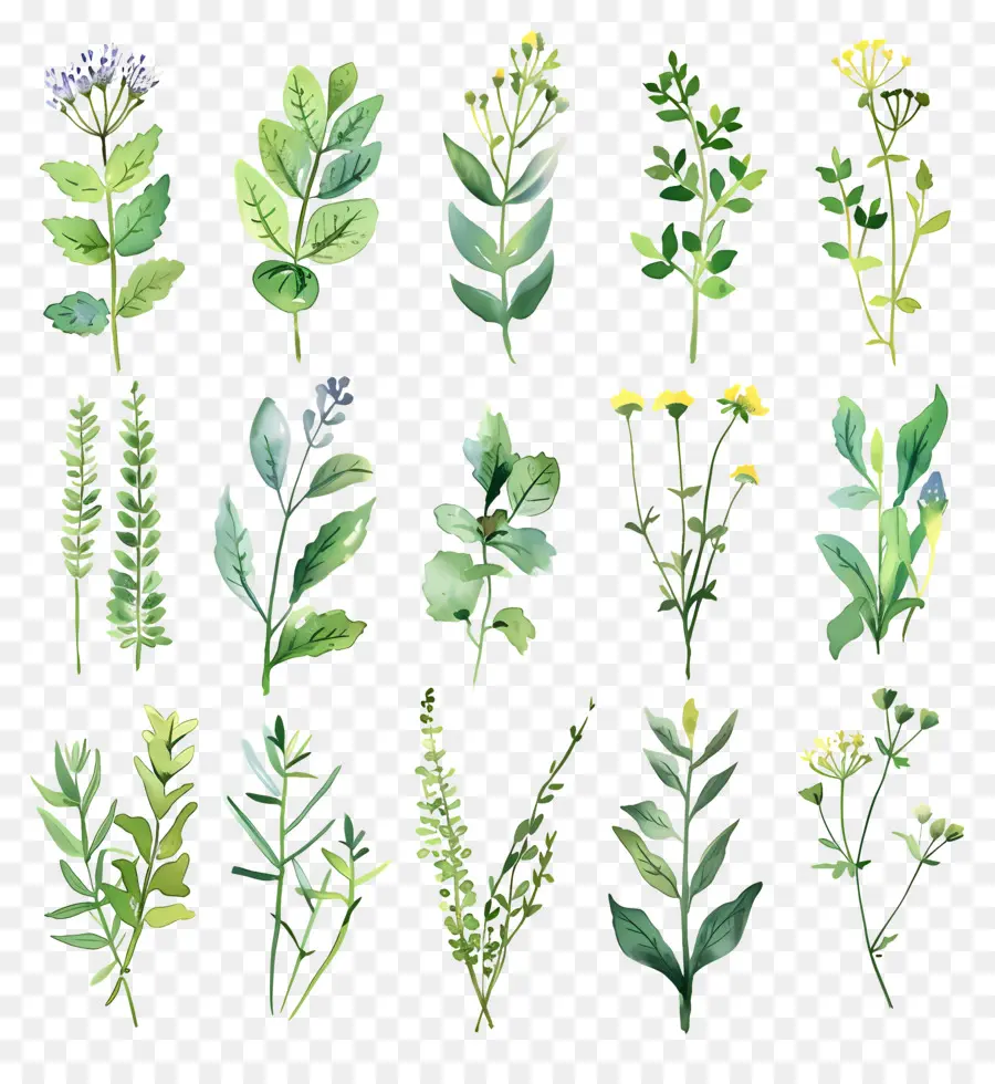 Herbs，мятный PNG