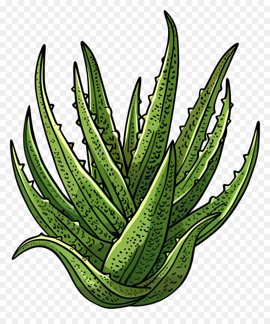 алоэ вера，Aloe Vera Plant PNG