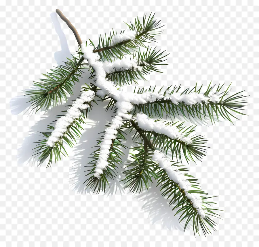 ветка ели，Pine Tree PNG