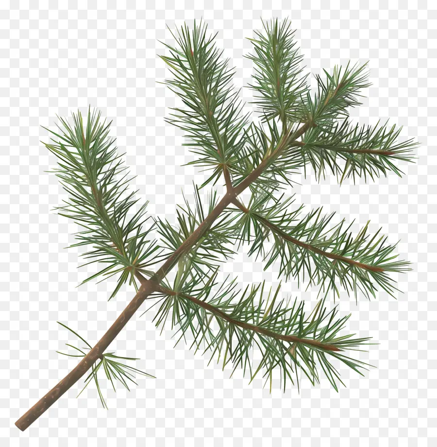 ветка ели，Pine Tree PNG