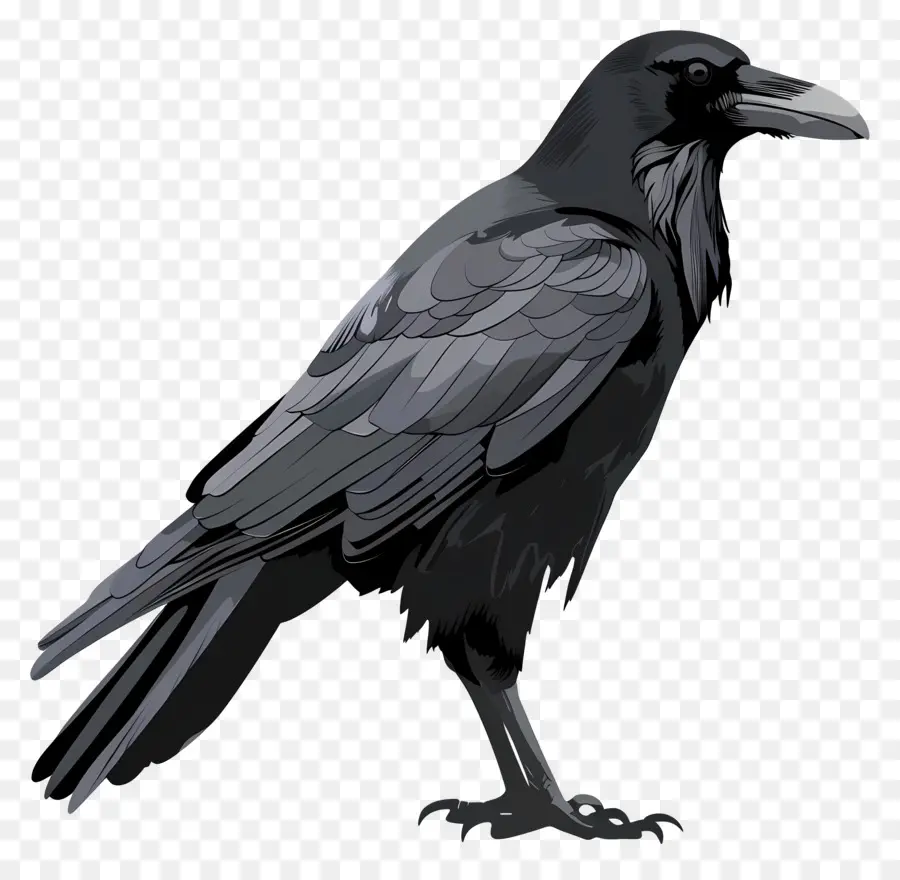 ворон，Black Raven PNG