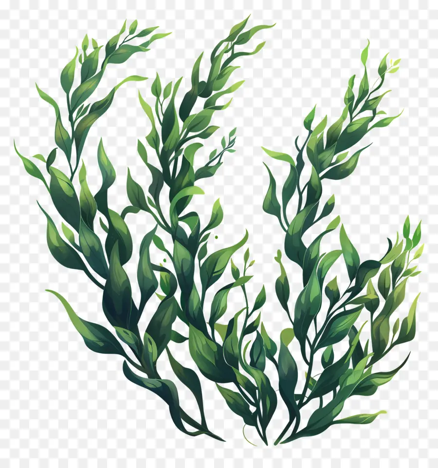 Seaweed，океан PNG