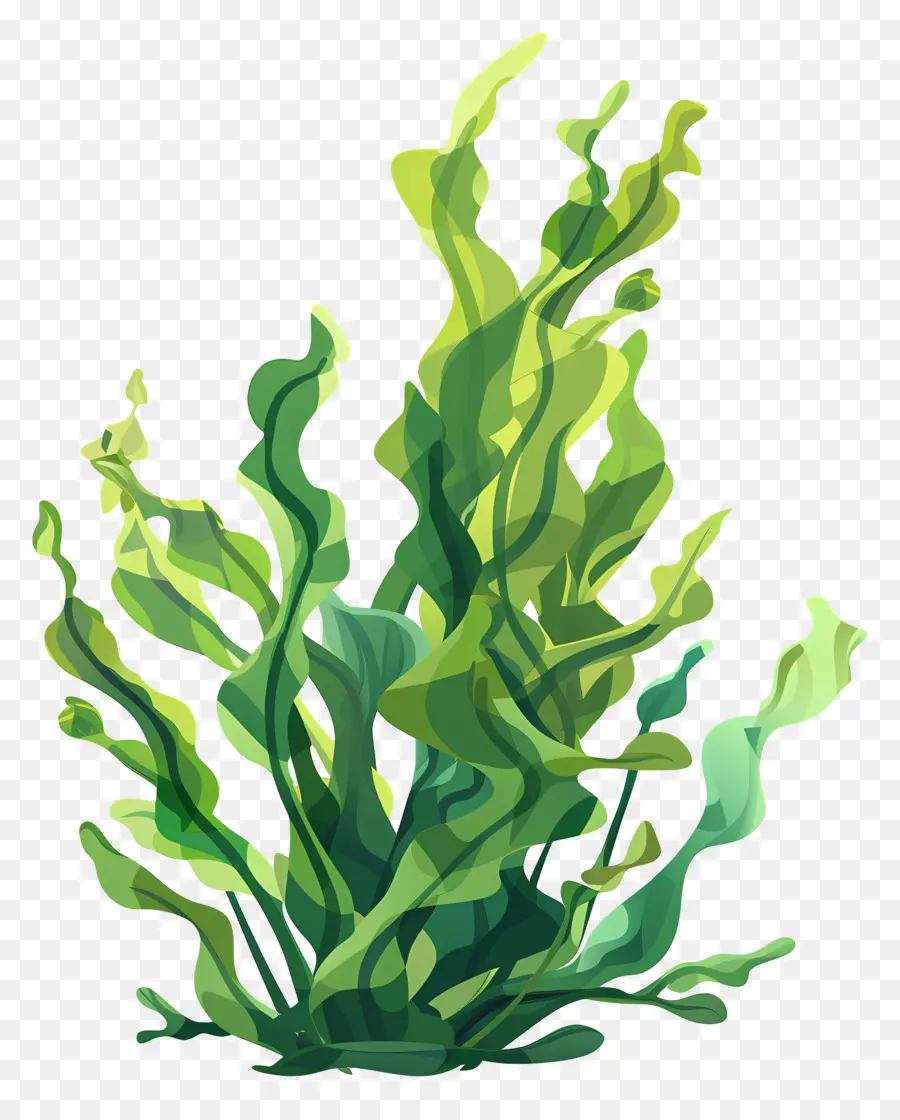 Seaweed，Aquatic PNG