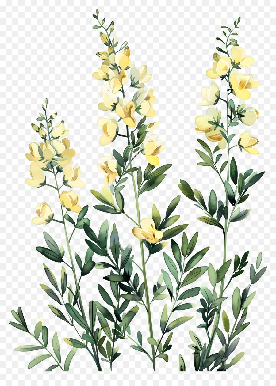 Цветок Cytisus Wolgaricus，Желтые цветы PNG