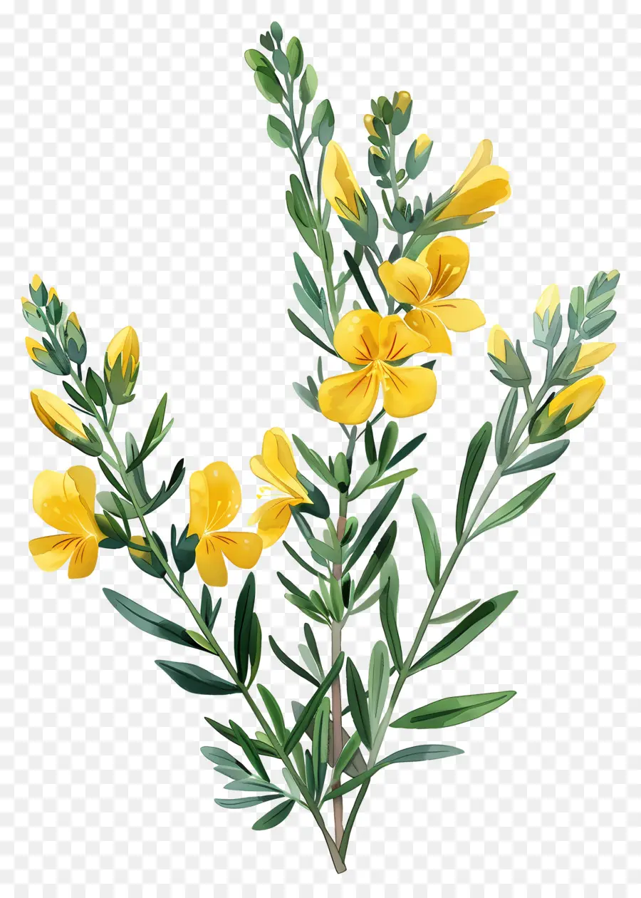 Цветок Cytisus Wolgaricus，Желтые цветы PNG