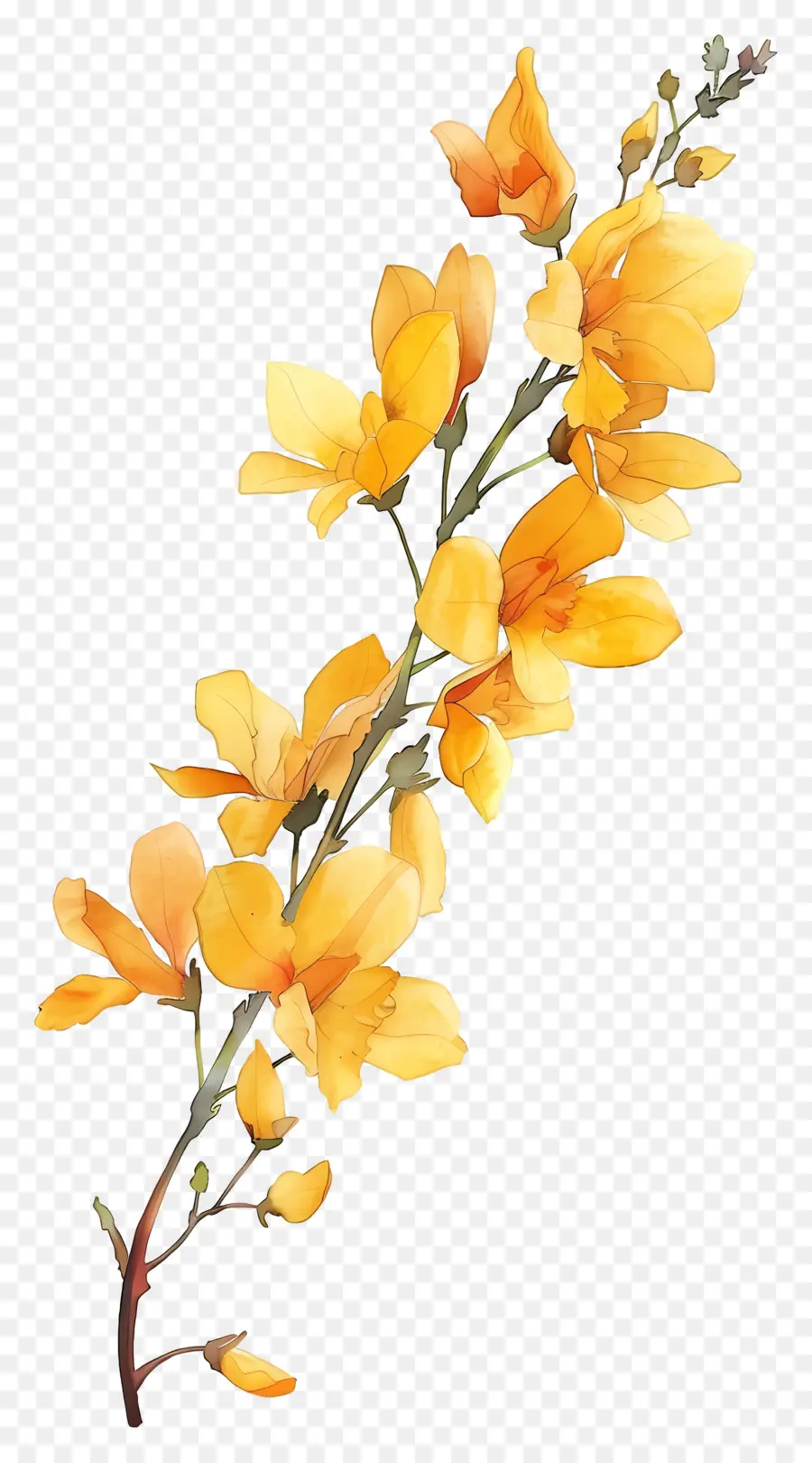 Цветок Cytisus Wolgaricus，Желтые цветы PNG